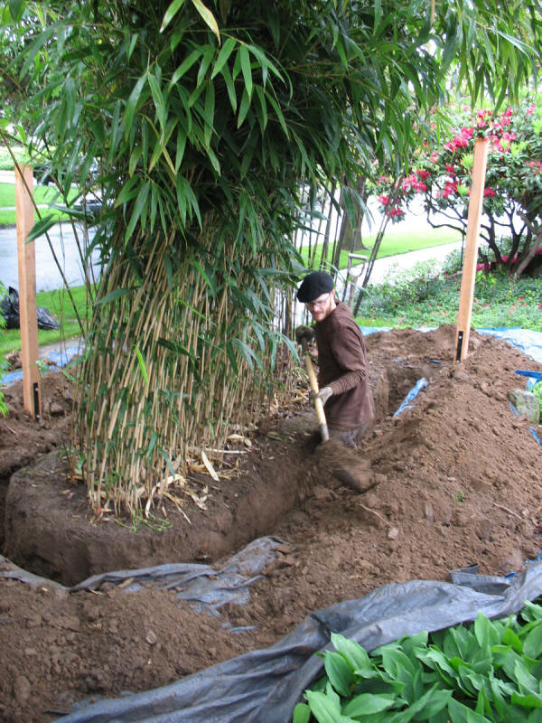 What You Need to Consider When Planting Bamboo Root Barriers PITH
