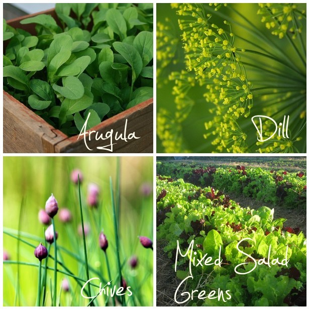 Top Five Most Profitable Plants in your Vegetable Garden PITH + VIGOR