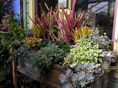 P8238799 succulents
