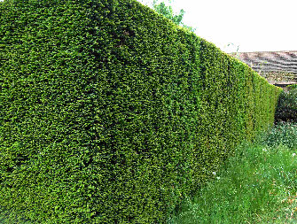 how to use arborvitae hint not as a hedge 6 more interesting