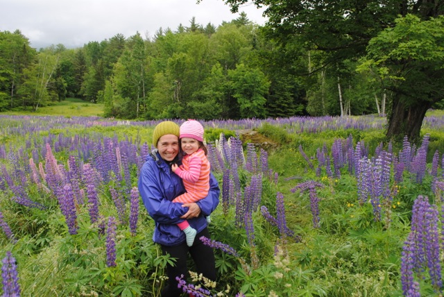 Roanne Robbins Lupine Field