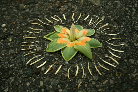 flower mandala flower mandala