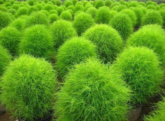kochia scoparia for container gardens pith vigor kochia weed