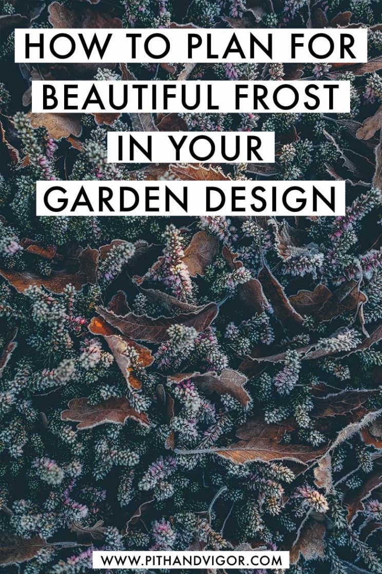 How to Plan for Beautiful Frost in Your Garden Design - Wind frost of the edges of garden flowers