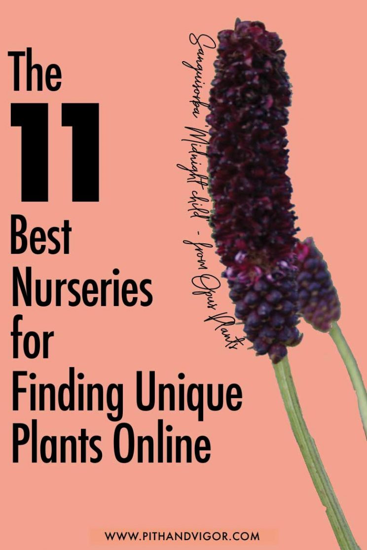 The 11 Best Nurseries For Finding Unique Plants Online Pith Vigor The 11 Best Nurseries For Finding Unique Plants Online