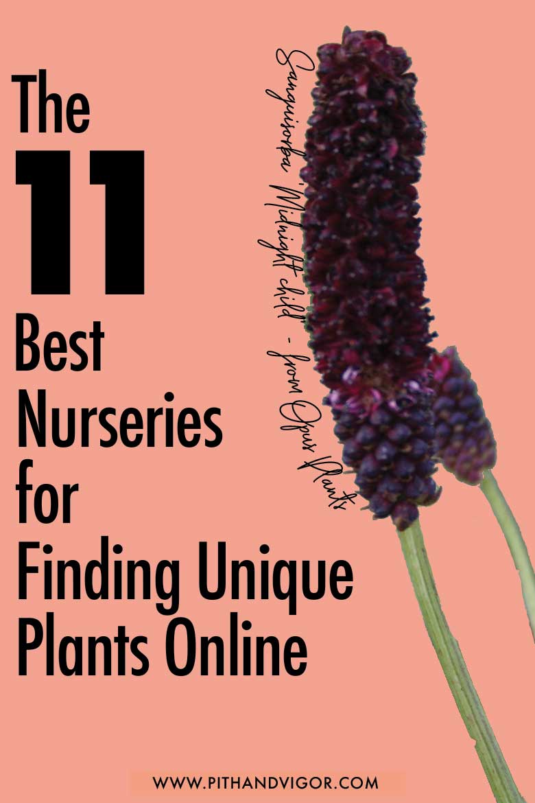 The 11 Best Nurseries for Finding Unique Plants Online PITH + VIGOR