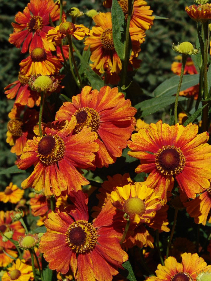 Helenium-Moorheim-Beauty-2
