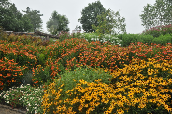 Helenium-hybrida-Helbro-Mardi-Gras-with-rudbeckia-Goldsturm-lerner-garden-august-2013-DS7_1048