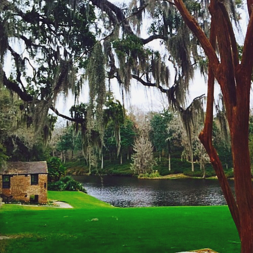 A view of the azalea hillside from across the Rice Mill Pond looking through Crepe Myrtle covered with Spanish Moss.