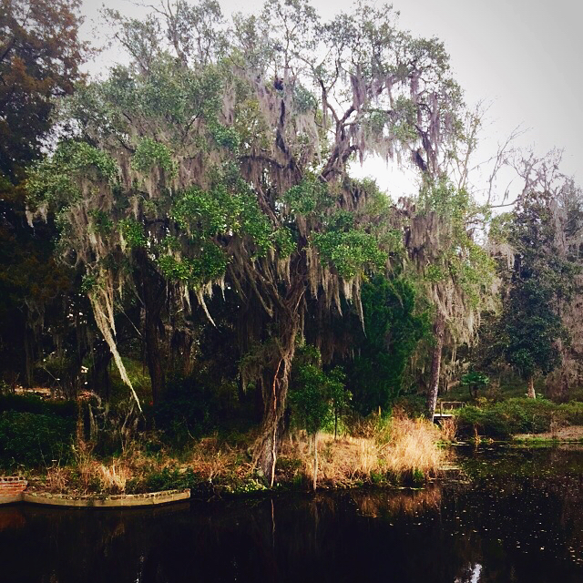 The azalea hillside at Middleton Place garden in early March of 2015. A late spring, just before these will begin to bloom.