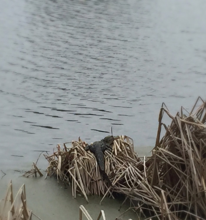 Gators - apparently the rule of the region is that if a body of water is as big as a bathtub, you can expect a gator lives in it.