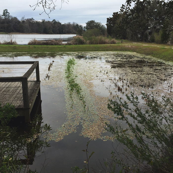 Carolina Gold rice was the original cash crop of the region. Along the river rice fields such as this one were planted and maintained by slaves.