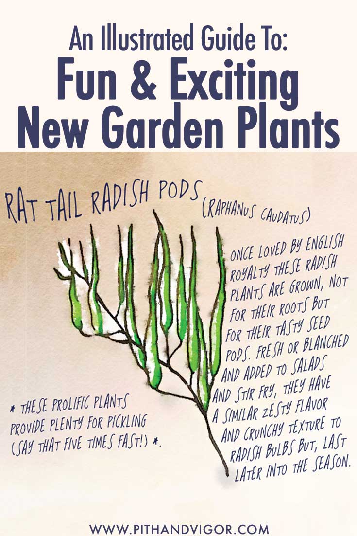 An Illustrated Guide to Fun and exciting garden plants - rat tail radishes