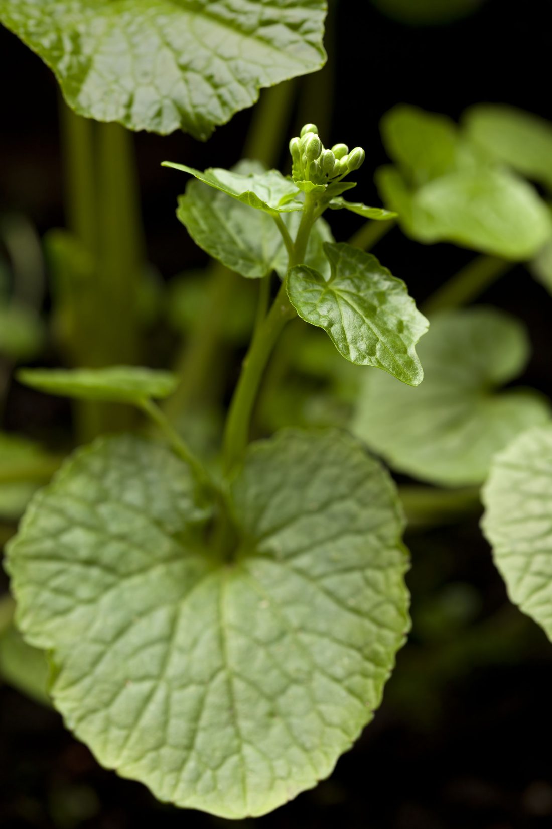 How to Grow Wasabi A Garden Nerd's Challenge PITH + VIGOR
