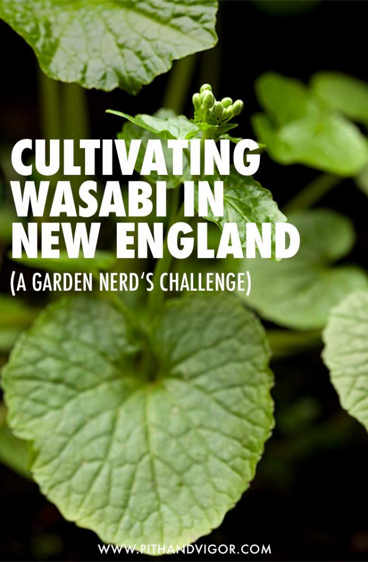 How to Grow Wasabi A Garden Nerd's Challenge PITH + VIGOR