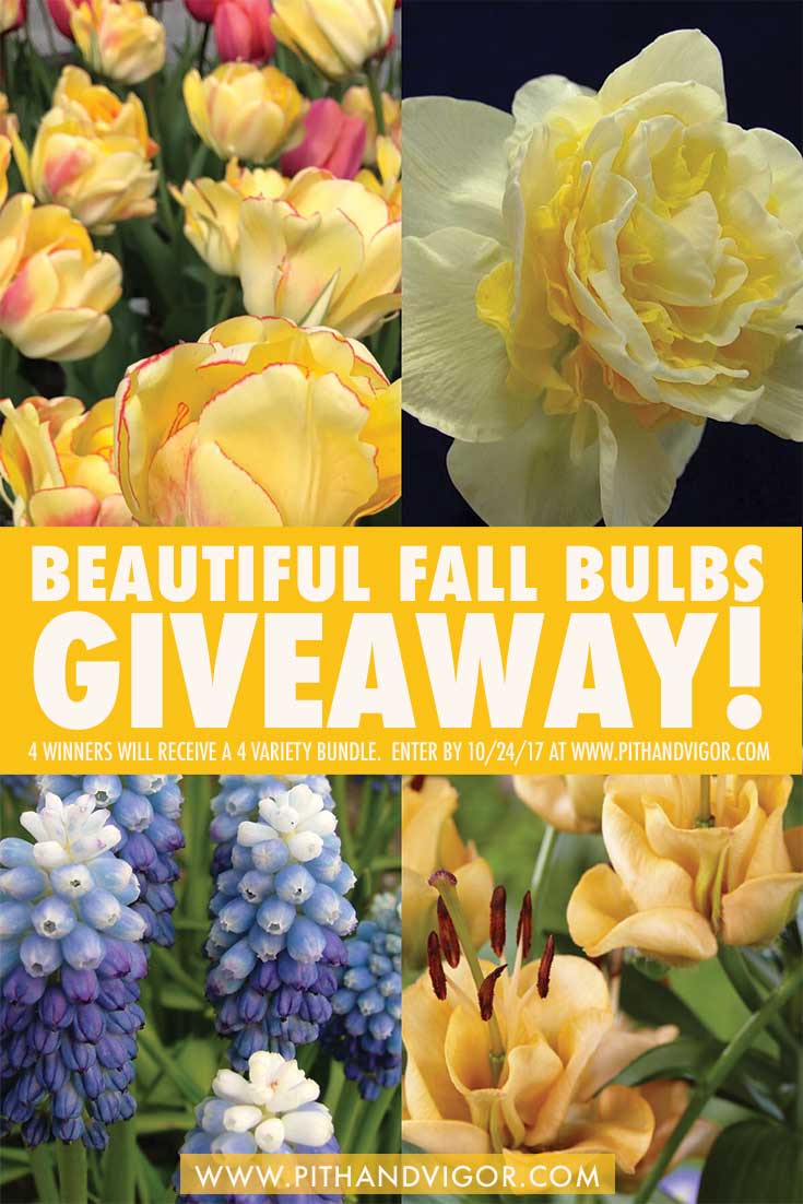 fall bulbs giveawaydet Beautiful Fall Bulbs giveaway