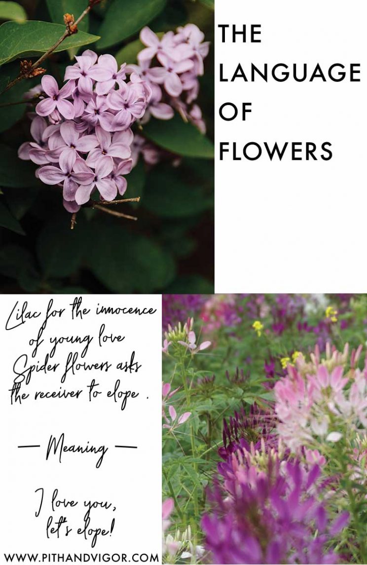 The language of flowers - saying what you really mean - with flowers (click through for more msgs)