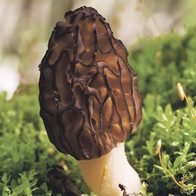 10959757_ml-morel Morchella angusticeps - Black morels