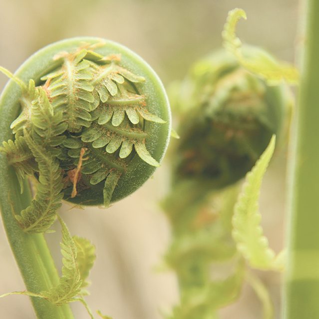 13978835159_b0f74efa5c_o-ferns making a mushroom garden - fiddlehead ferns