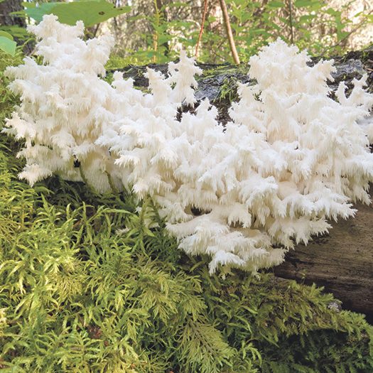 18843744_l-lions-mane Intersecting Garden and Food Trends for 2018 - Growing mushrooms