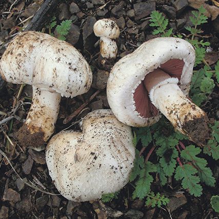 2014-02-12_Agaricus_bisporus_(J.E._Lange)_Imbach_403678 making a mushroom garden : Agaricus bisporus - Grow Portobello mushrooms