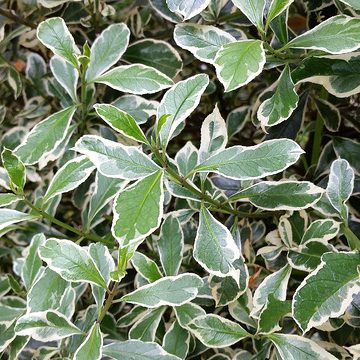 22584406447_fd4e1fca30_z Pretty Allergy Stopping Hedges - Rhamnus alaternus Argentovariegata