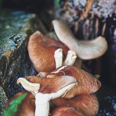 22846526_ml-shiitake making a mushroom garden - Lentinula edodes - Shiitake