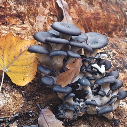 24122049_ml-oyster making a mushroom garden - Pleurotus ostreatus - Oyster mushrooms