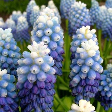 3731a Muscari aucheri Ocean Magic - Bulb Giveaway ends 10/23 at midnight
