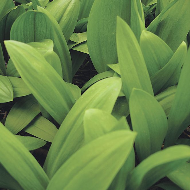 3756879274_92840da486_o-allium-tricoccum Making a mushroom garden Allium tricoccum - Ramps, wild leeks
