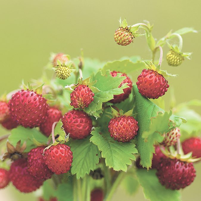 5923541390_2cc332cd1e_o-wild-strawberry Making a Mushroom Garden: Fragaria viginiana or vesca - Wild strawberries