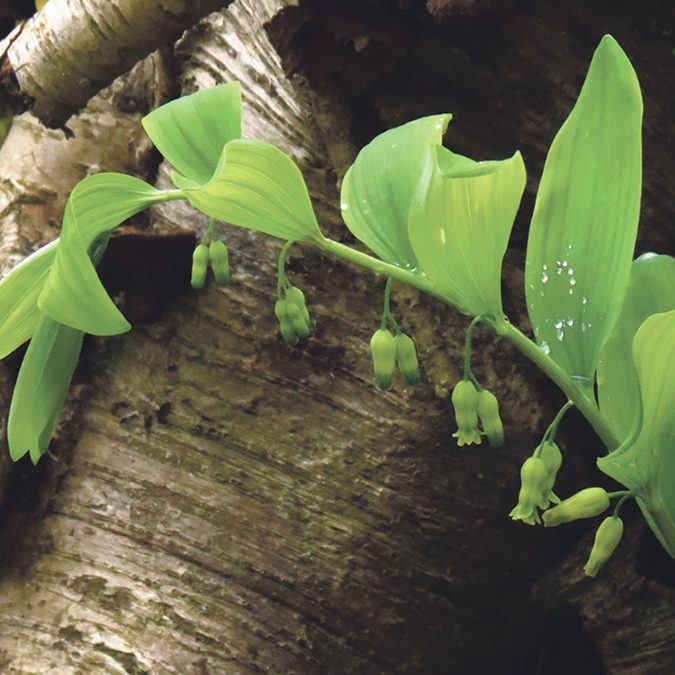 6975452058_6b8c2de03f_o-polygonatum Making a mushroom garden: Polygonatum ssp – Solomon’s seal