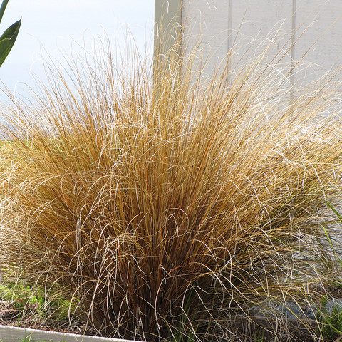 Carex buchananii (Fox red curly sedge, red rooster) Carex buchananii (Fox red curly sedge, red rooster)
