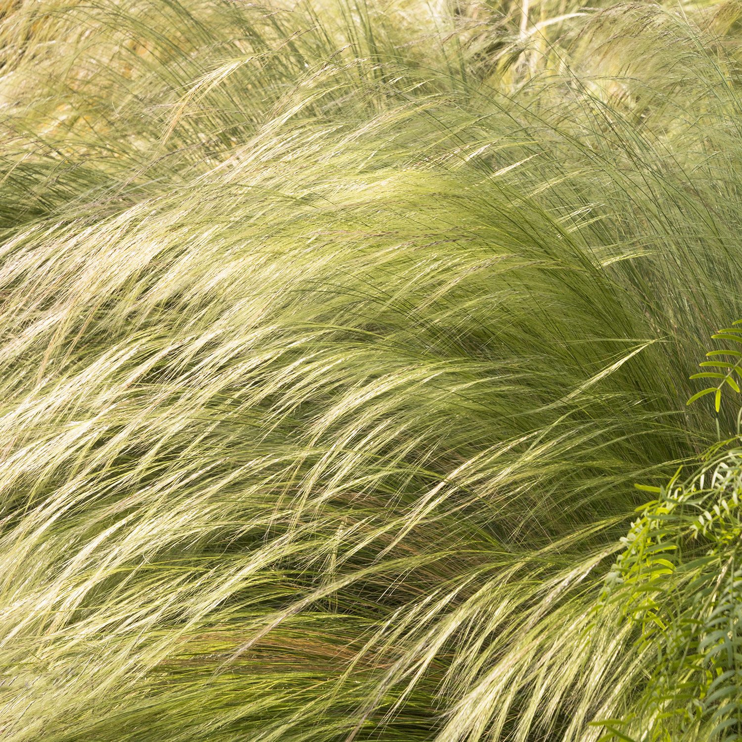 Mexican Feather Grass Nassella tenuissima monrovia Mexican Feather Grass Nassella tenuissima
