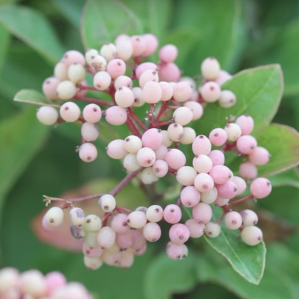 Viburnum Brandywine Beautiful Berries - 7 Shrubs for flower arranging Viburnum Brandywine