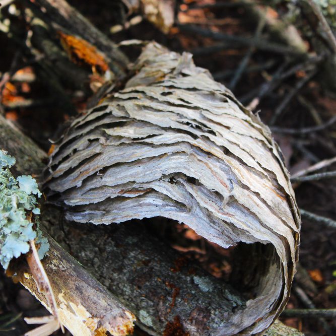 The Stump- A STUDIED DISMANTLING OF A YELLOW JACKET NEST-2 outer covering of yellow jacket nest