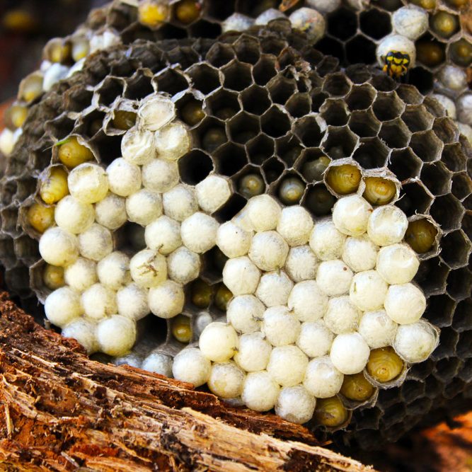 The Stump- A STUDIED DISMANTLING OF A YELLOW JACKET NEST-4 The Stump- A STUDIED DISMANTLING OF A YELLOW JACKET NEST-4
