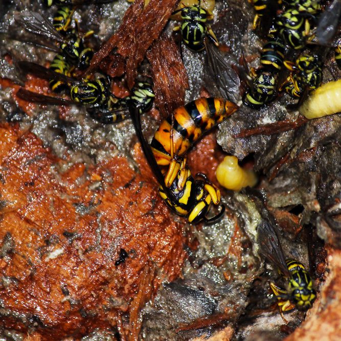 The Stump- A STUDIED DISMANTLING OF A YELLOW JACKET NEST-5 The Stump- A STUDIED DISMANTLING OF A YELLOW JACKET NEST-5