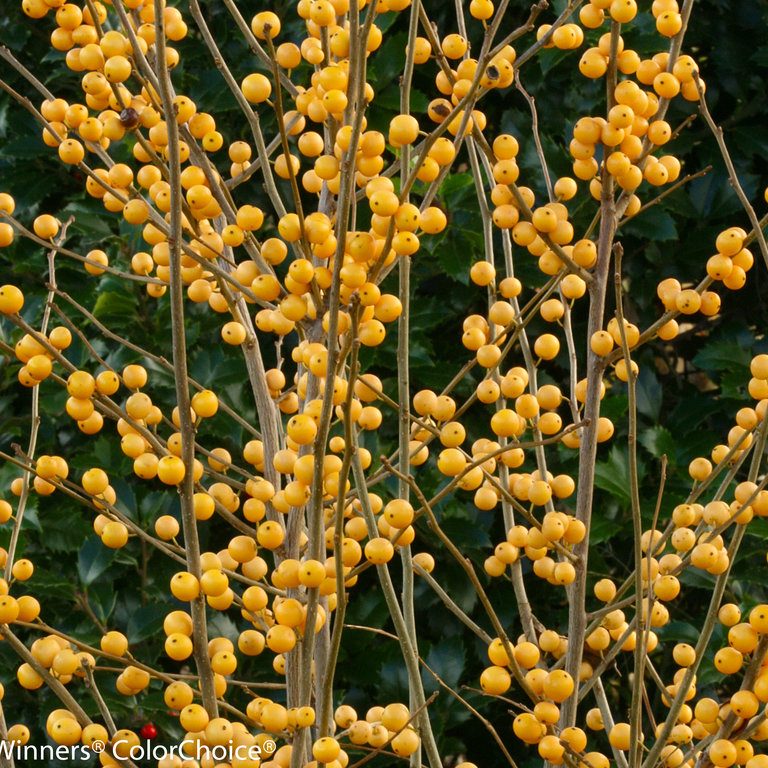 berry_heavy_gold_ilex- Beautiful Berries - 7 Shrubs for flower arranging - Ilex heavy berry berry gold