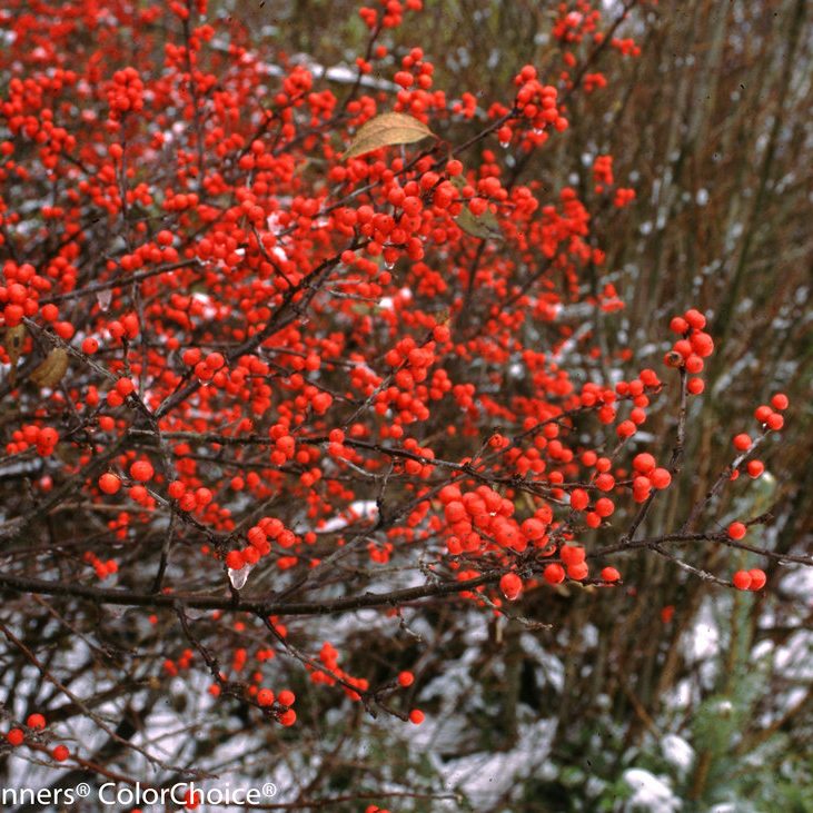 berry_heavy_ilex-1104 winterberry