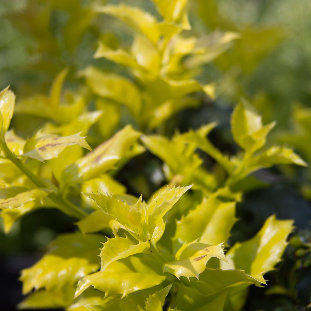 castle_gold_ilex-4900 Stop Allergies with Pretty Hedges Castle Gold Female Holly