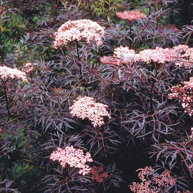 cc04035 Making a mushroom garden: Sambucus nigra ‘Black Lace’