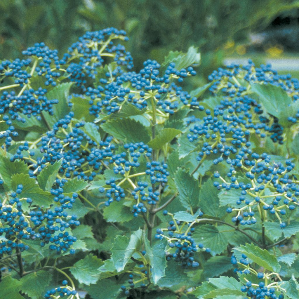viburnum dentatum blue muffin Beautiful Berries - 7 Shrubs for flower arranging - viburnum dentatum blue muffin