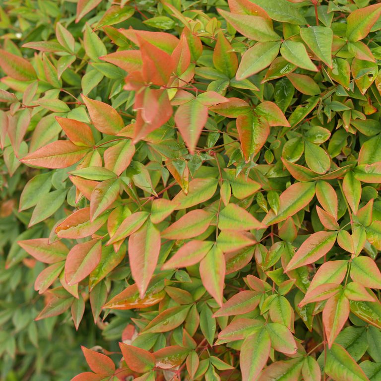 heavenly bamboo nandina domestica by maggie heavenly bamboo nandina domestica by maggie