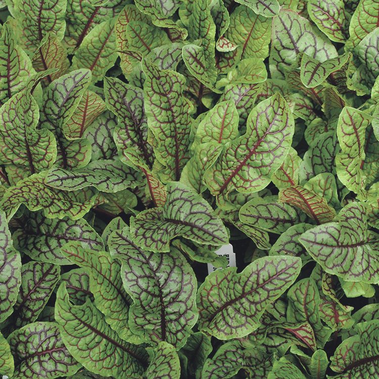 herb-red-veined-sorrel232 Making a mushroom garden: Rumex acetosa - Garden sorrel