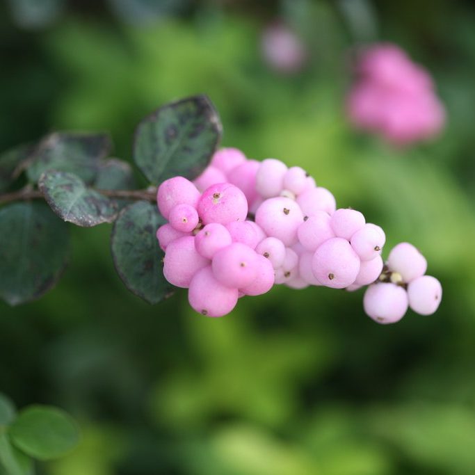 Proud Berry Coral Berry Symphoricarpos sp. Beautiful Berries - 7 Shrubs for flower arranging Coral Berry Symphoricarpos