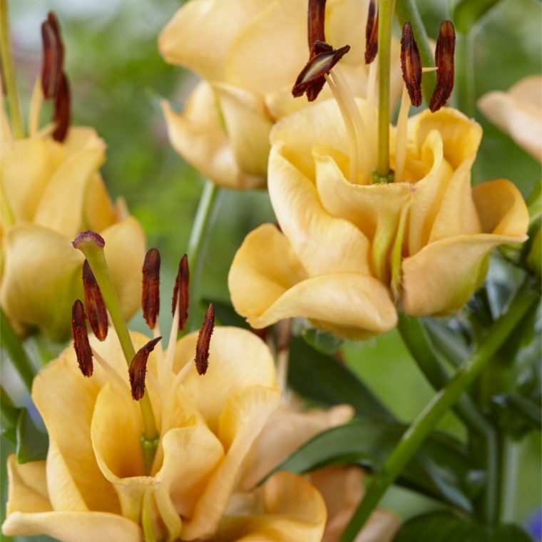 l_apricot_fudge_1 Asiatic Lily Apricot Fudge - Bulb Giveaway ends 10/23 at midnight