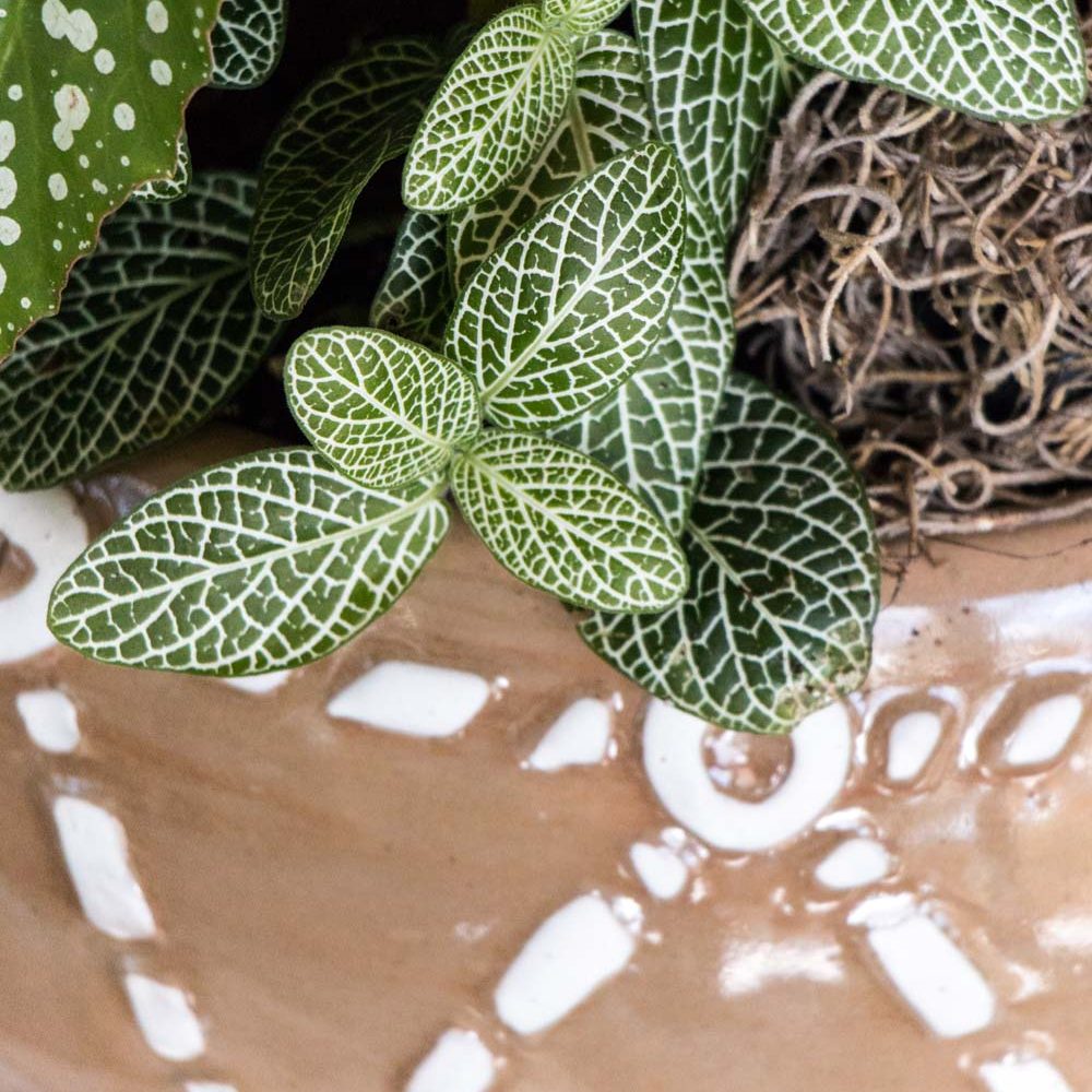 mudcloth-11 Fittonia verschaffeltii ’mini’ plant in a beautiful bogolan (mudcloth) inspired winter houseplant garden