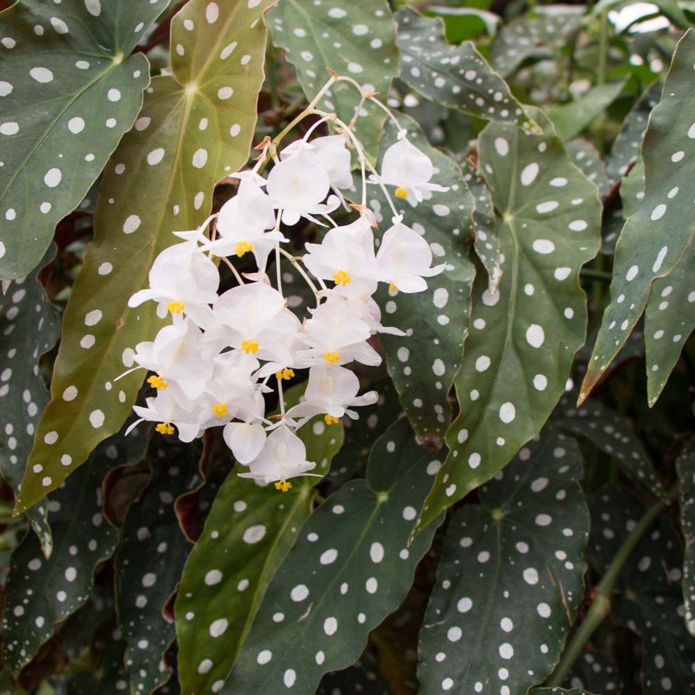 mudcloth-15 Begonia maculata var. wightii - Bogolan Inspired Planting Recipe for A Houseplant Garden