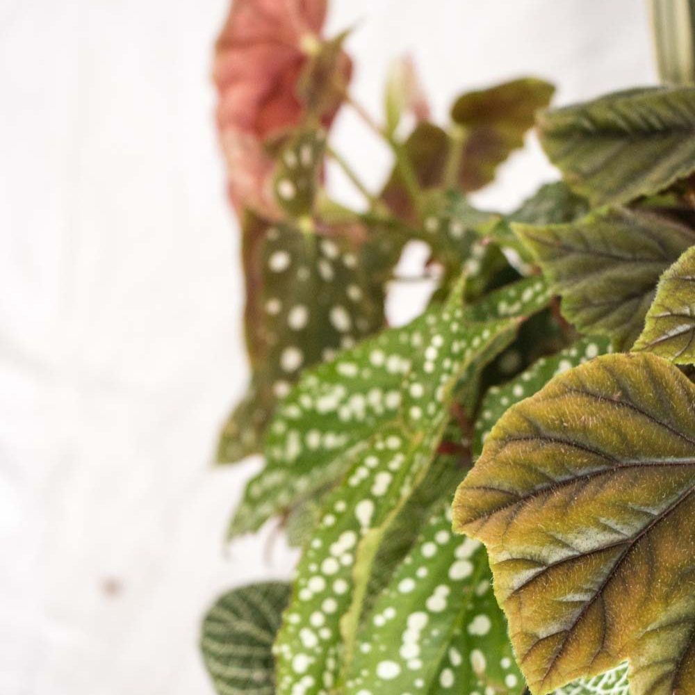 mudcloth-17 Begonia ’My Special Angel’ Bogolan Inspired Planting Recipe for A Houseplant Garden